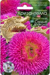 Астра китайская Хризантелла Сердце Дракона