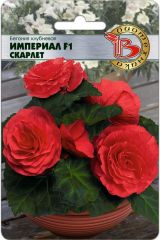 Бегония клубневая Империал F1 Скарлет