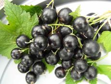 смородина черная Перун (Perun)