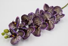 Ветка орхидея 