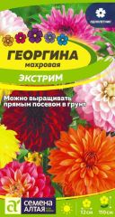 Георгина Экстрим махровая Сем.Алтая