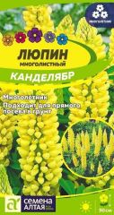 Люпин Канделябр многолистный