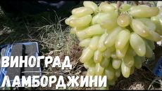 виноград Ламборджини
