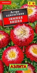 Астра Зимняя Вишня Аэлита