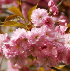 Миндаль трехлопастный (prunus triloba) Розенмунд
