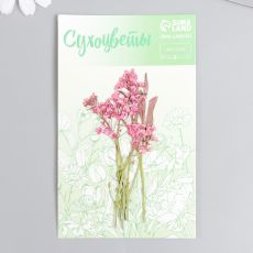 7441889 Сухоцвет 