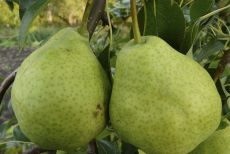 Груша Бере Арданпон