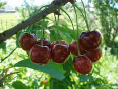 Вишня Лутовка