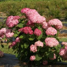 Гортензия Pink Pincushion (Пинк Пинкушен)