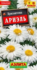 Хризантема Ариэль Аэлита