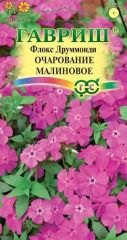 Флокс друммонда Очарование МАЛИНОВО