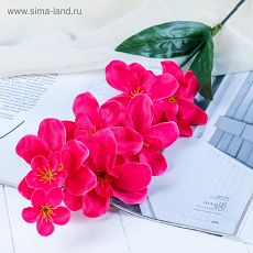 701713 Цветы искусственные орхидея амезиелла 65 см малиновый