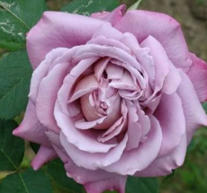 Роза чайно-гибридная Блю Парфюм(Blju Parfjum)