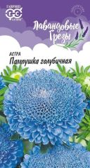 Астра Пампушка Голубичная