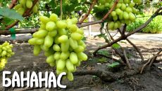 Виноград Бананас