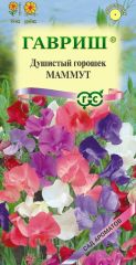 Душистый горошек Маммут Гавриш
