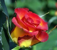 Роза чайно-гибридная Тукан (Tukan)
