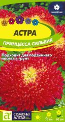 Астра Принцесса Сильвия Сем.Алтая