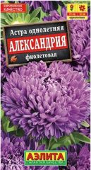 Астра Александрия Фиолетовая