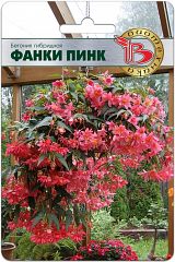 Бегония гибридная Фанки Пинк (ампельная)