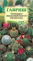Кактус Непоседа Гавриш