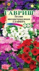 Петуния Глафира Гавриш