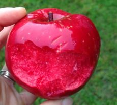 Яблоня красномякотная Ред девил