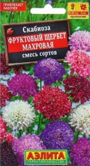 Скабиоза Фруктовый Щербет Аэлита
