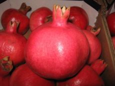 саженцы гранат красный (granat krasnyy)