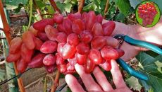 Виноград Казанова