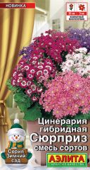 Цинерария Сюрприз комнатная Аэлита