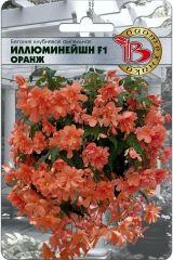 Бегония ампельная Иллюминейшн F1 Оранж