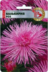 Астра китайская Валькирия селект Роз