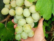 виноград Кеша