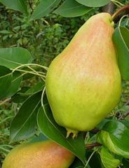 Груша Амфора
