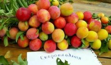 слива Скороплодная