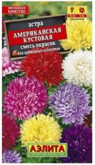 Астра Американская КУСТОВАЯ