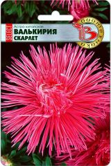 Астра китайская Валькирия селект Скарлет