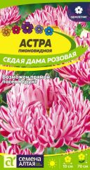 Астра Седая Дама РОЗОВАЯ Сем.Алтая