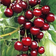 Вишня колоновидная Королева (Koroleva)