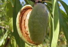 миндаль Обыкновенный