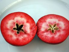 Яблоня красномясая Тринити