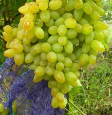 виноград Арсеньевский