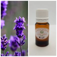 17 Эфирное масло Лаванда крымская Lavandula angustifolia, 5 мл