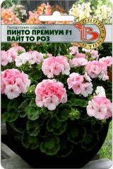 Пеларгония садовая Пинто Премиум F1 Вайт то Роз