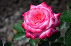 Роза флорибунда Арифа (Arifa )