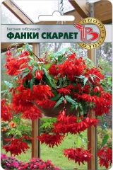 Бегония гибридная Фанки Скарлет (ампельная)