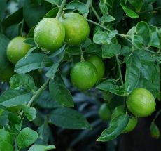 Лайм Мексиканский