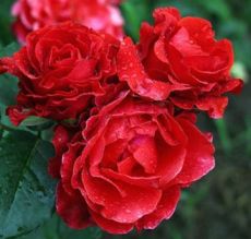Роза чайно-гибридная Эльторо (Eltoro)