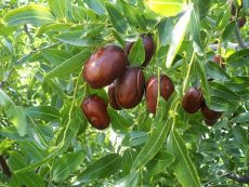 Саженцы зизифуса (унаби ) Апшеронский
